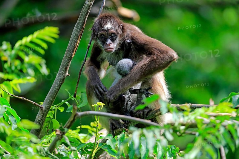 White Bellied Spider Monkey