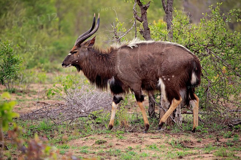 Nyala