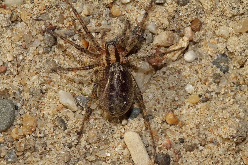 Wolf spider