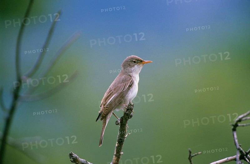 Olive Warbler