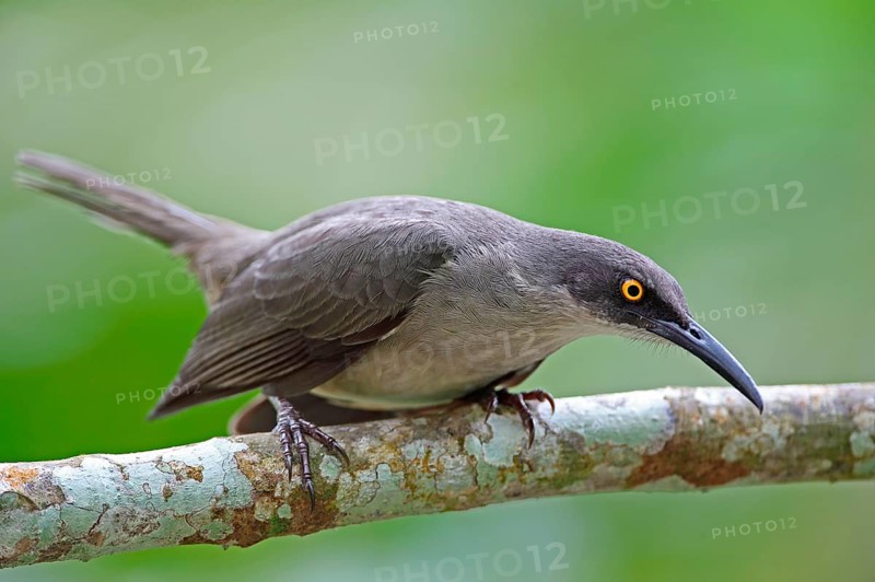 Grey Trembler