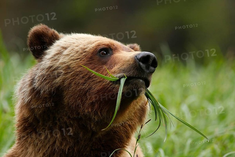 Grizzly Bear