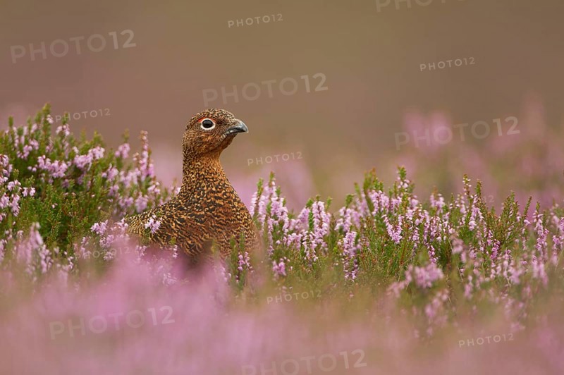 Red Grouse