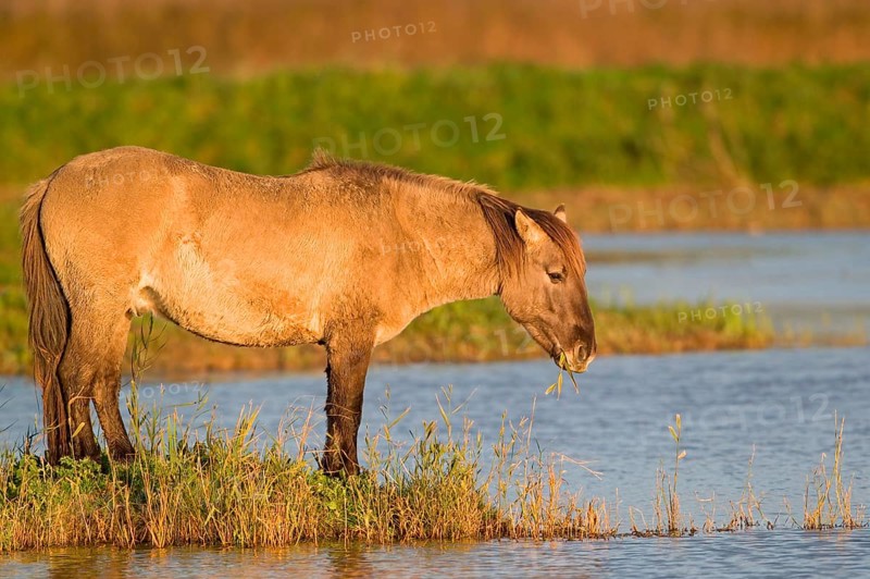 Konik Horse