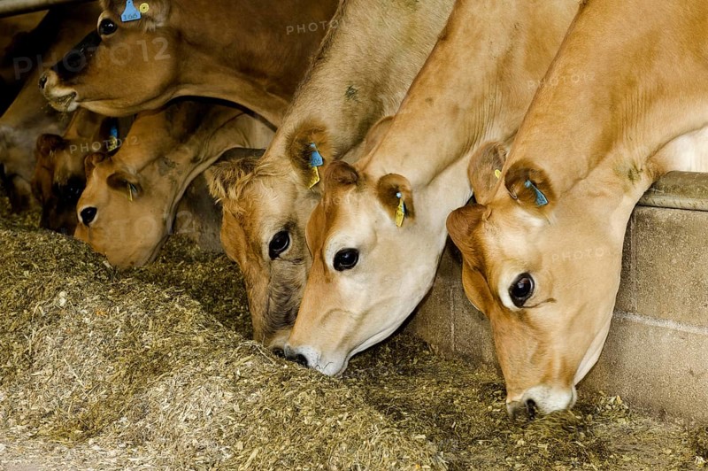 Domestic cattle