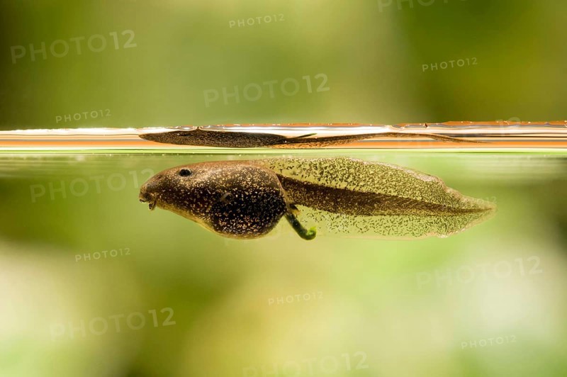 Common common frog