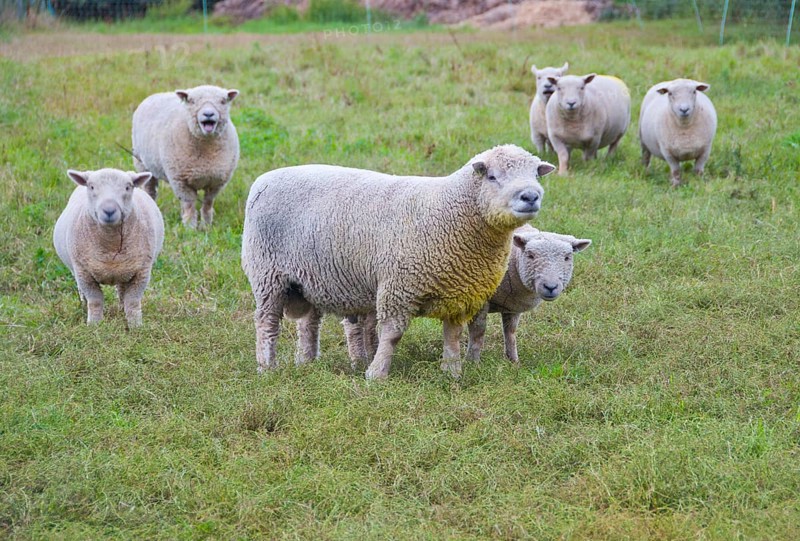 Domestic Sheep