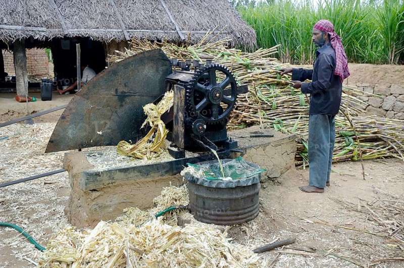 Sugar cane