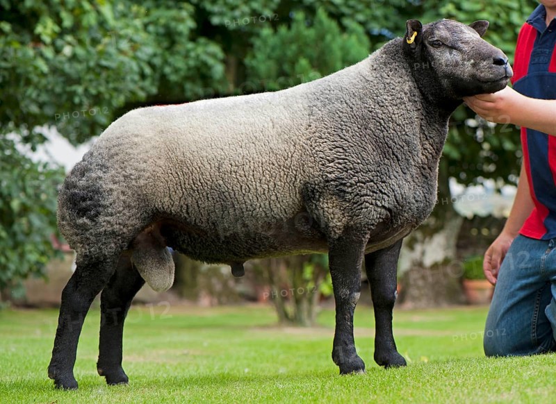 Domestic Sheep