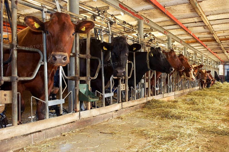 Dairy farming