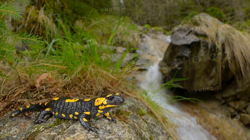 Fire Salamander