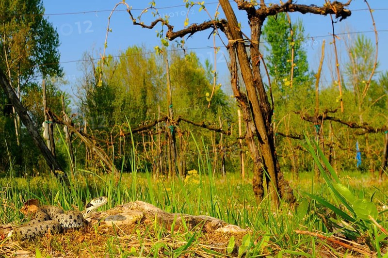 Grass snake