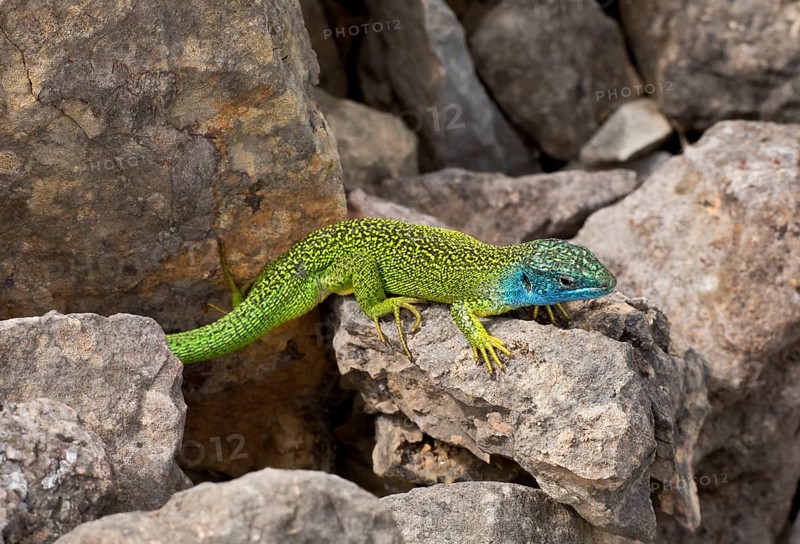 Western Green Lizard