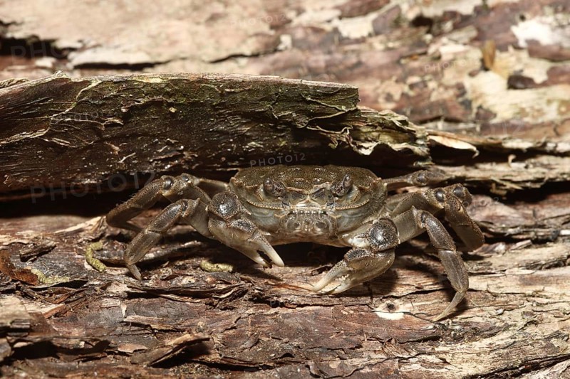 Chinese Mitten Crab