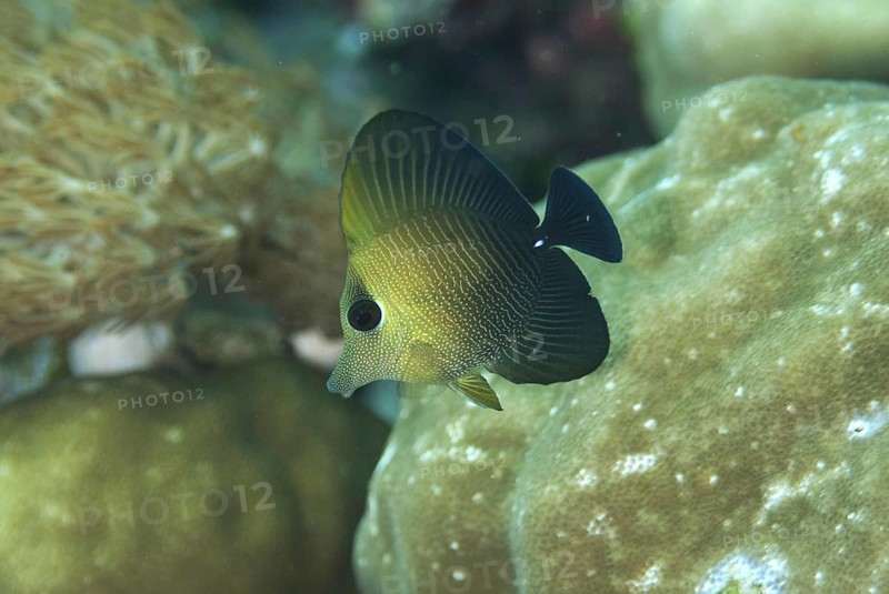 Brown tang