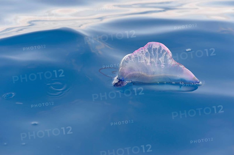 Portuguese Man of War