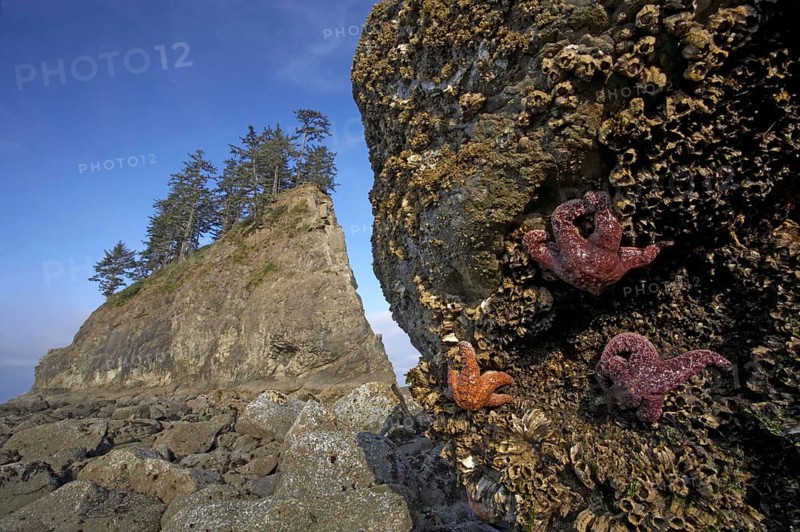 Ochre Seastar