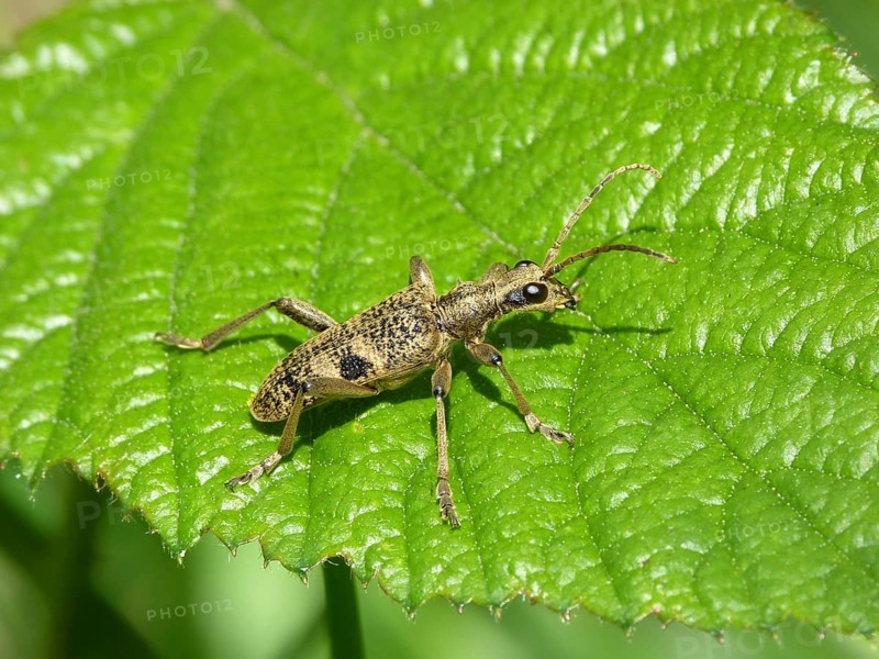 Black-spotted Longhorn Beetle