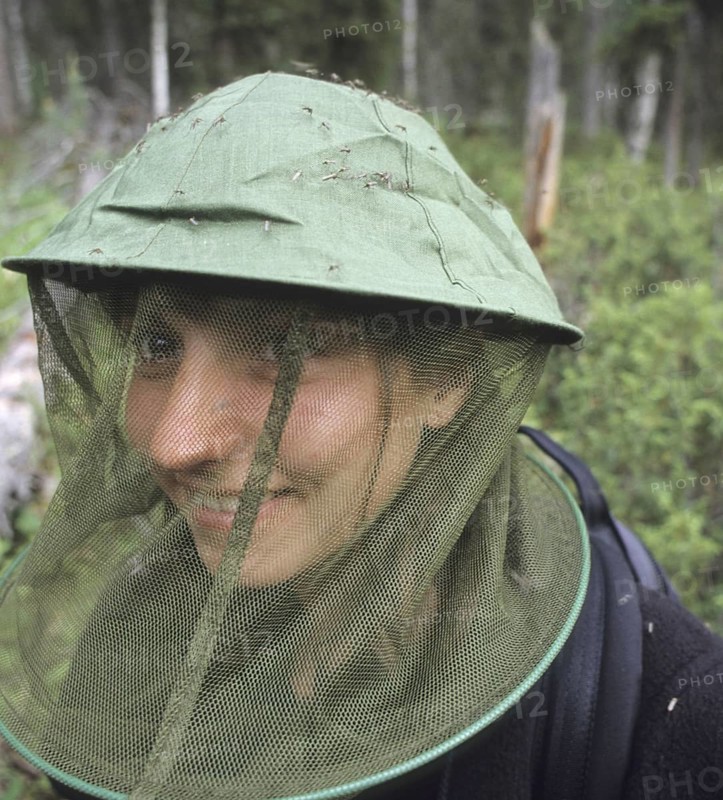 Swarm of mosquitoes