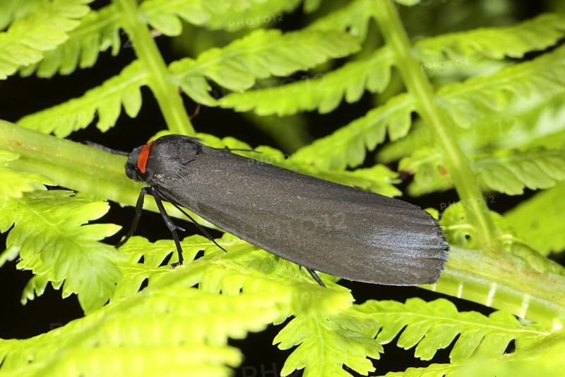 Red-necked footman