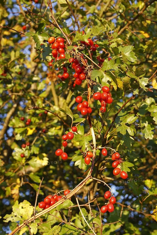 Black Bryony