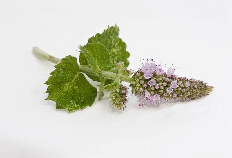 Apple mint