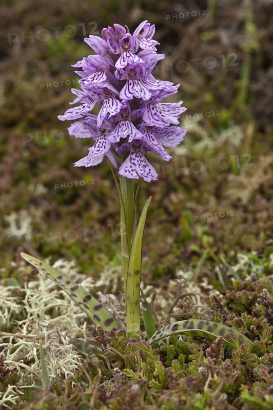 Flowering heath orchid
