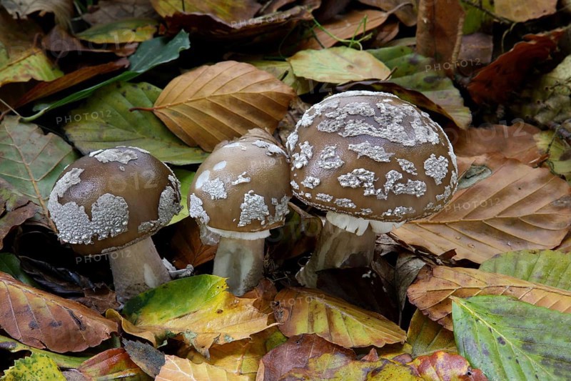 Grey Spotted Amanita