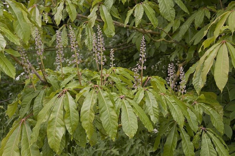 Indian horse chestnut