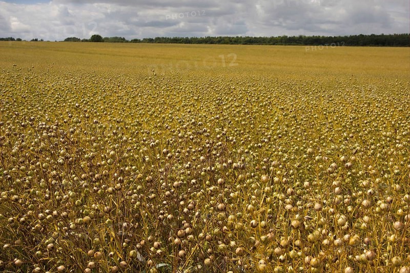 Flax