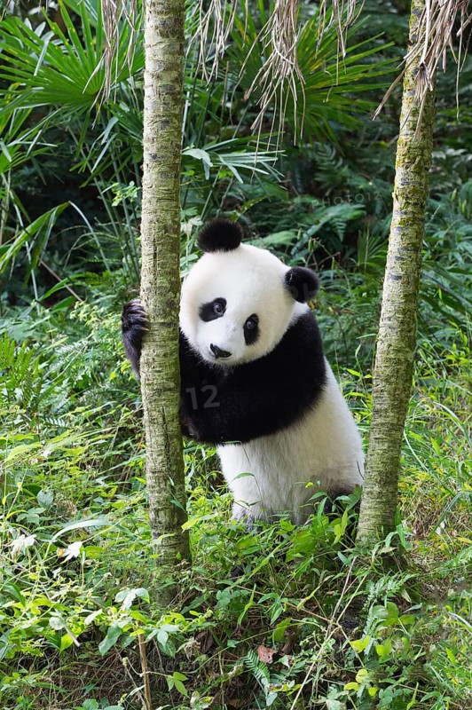 Two years aged young giant Panda