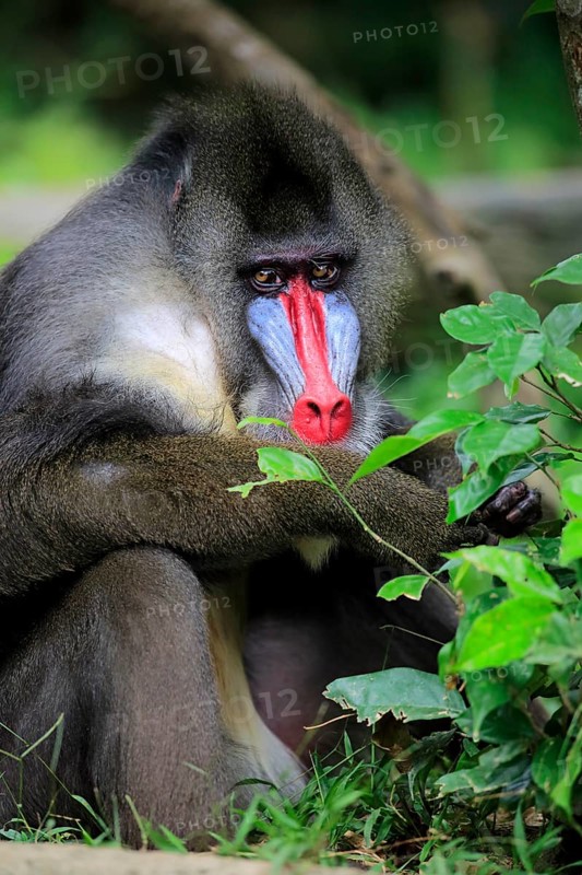 Mandrill