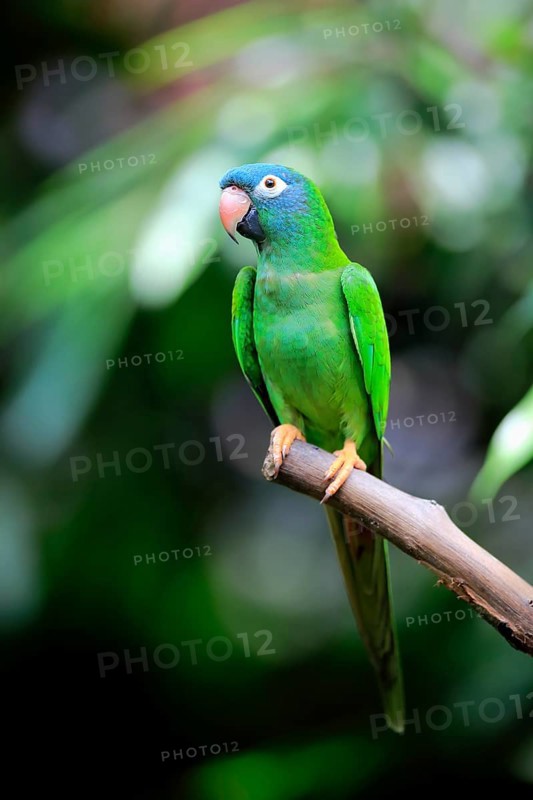 Blue-Crowned Parakeet