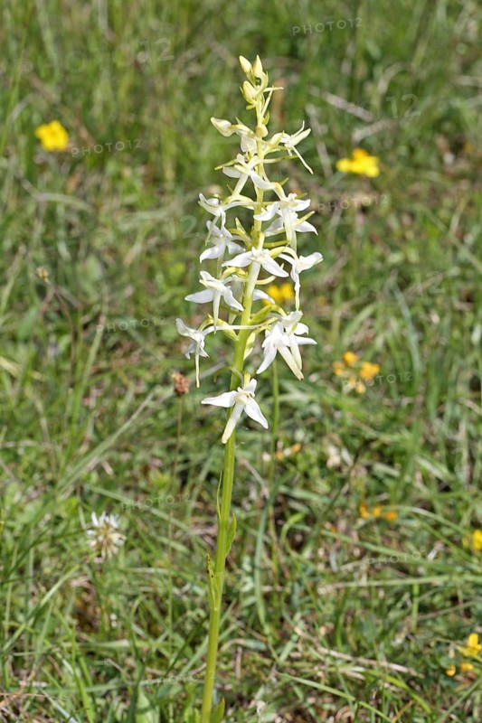 Greenish Forest Hyacinth