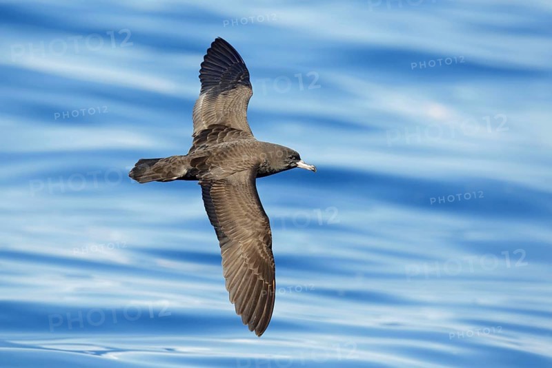 Flesh-footed Shearwater