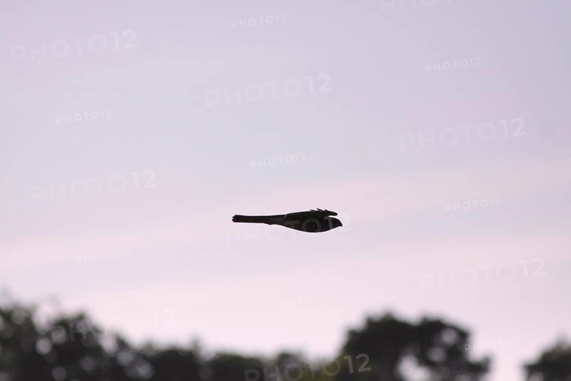 Eurasian Sparrowhawk