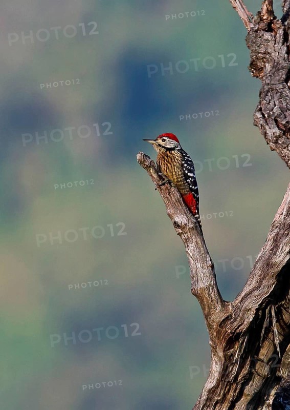 Stripe-breasted Woodpecker