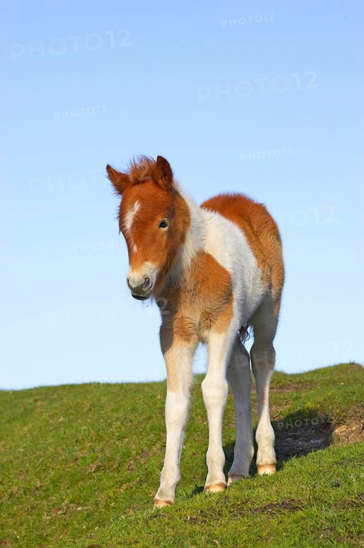 Dartmoor Pony