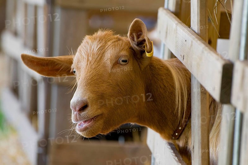 Domestic goat