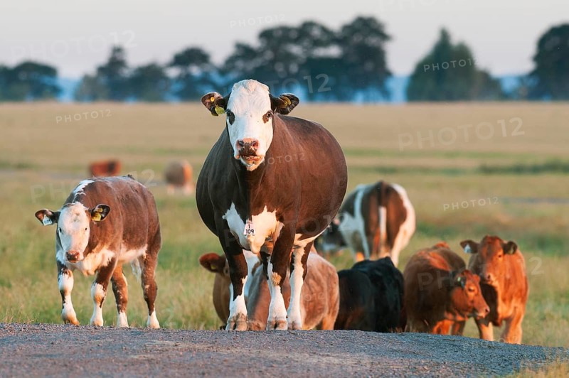 Domestic cattle