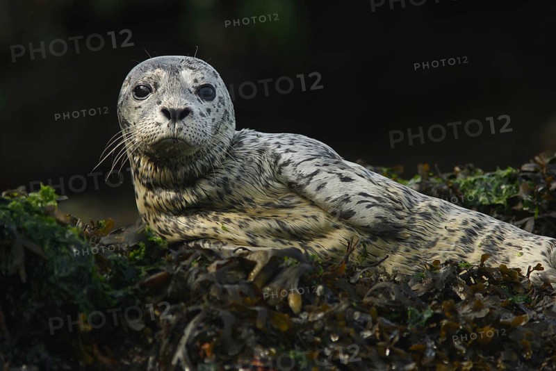 Pacific Common Seal