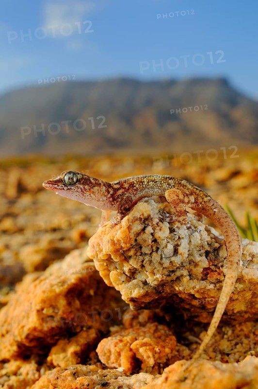 Sharpnose Leaf-toed Gecko