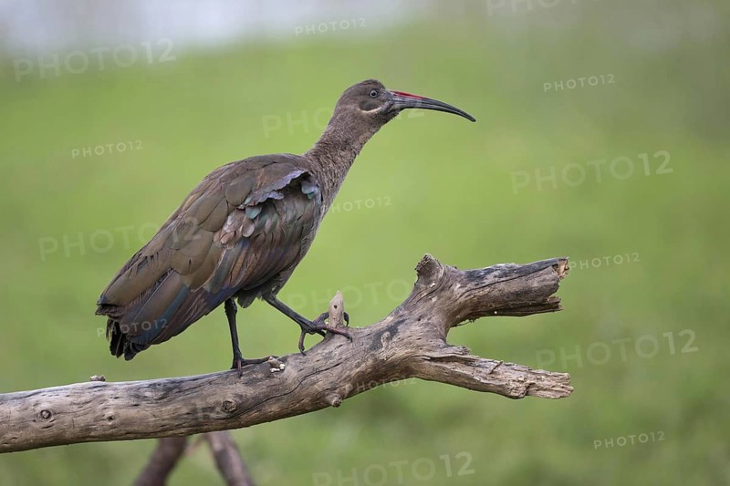 Hadada hadada ibis