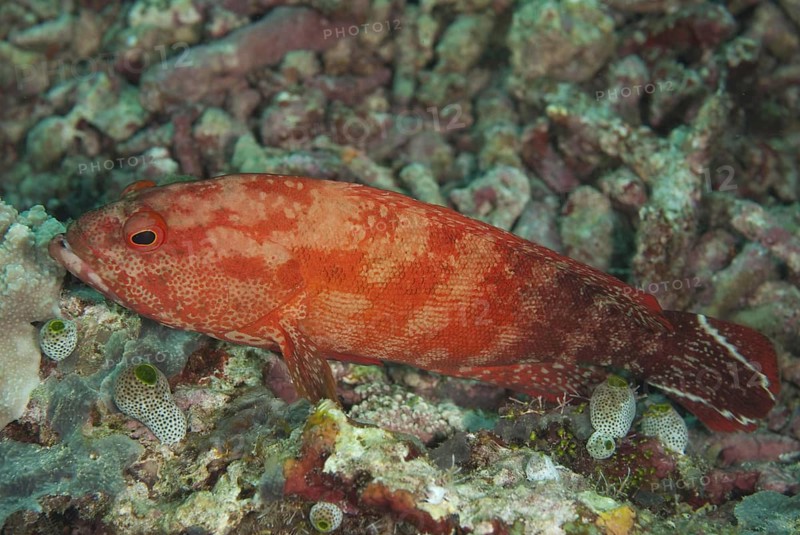 Flagtail rockcod