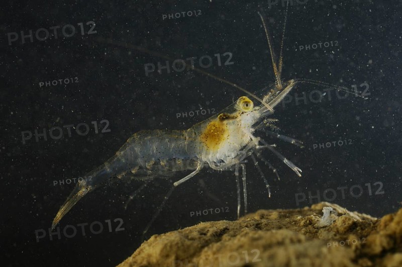 Pond shrimp