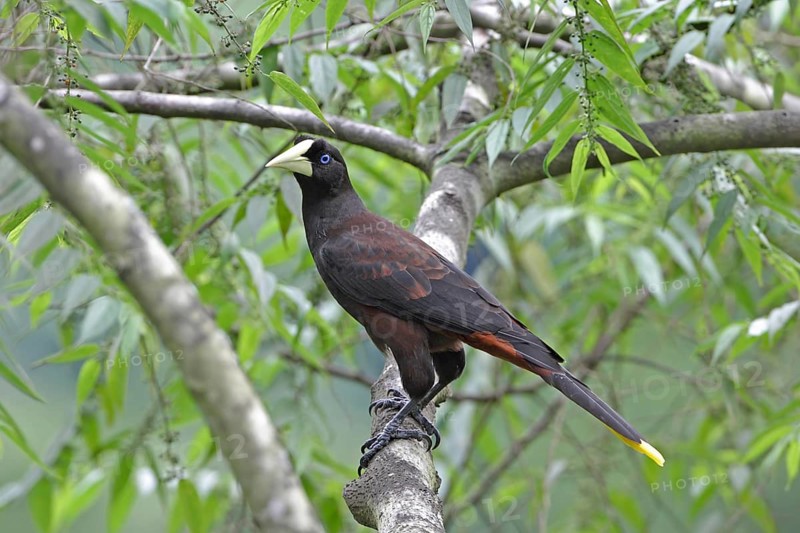 Crested Oropendola