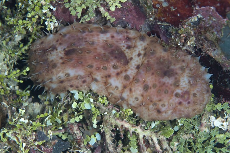 Nocturnal sea cucumber