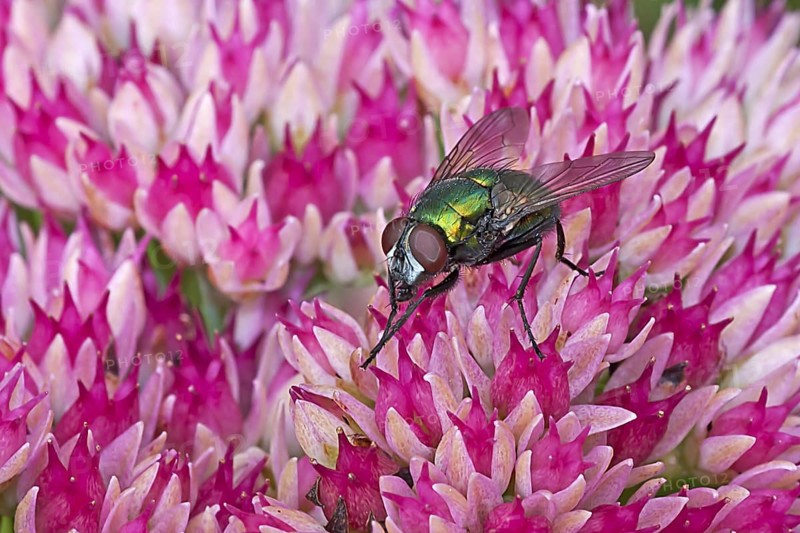 Greenbottle