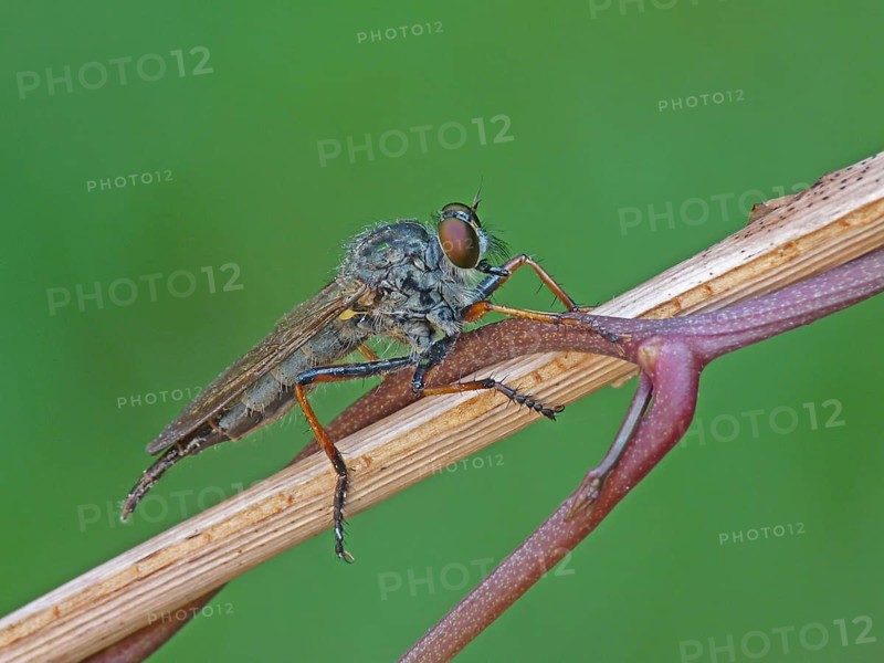 Hoecker's Robberfly