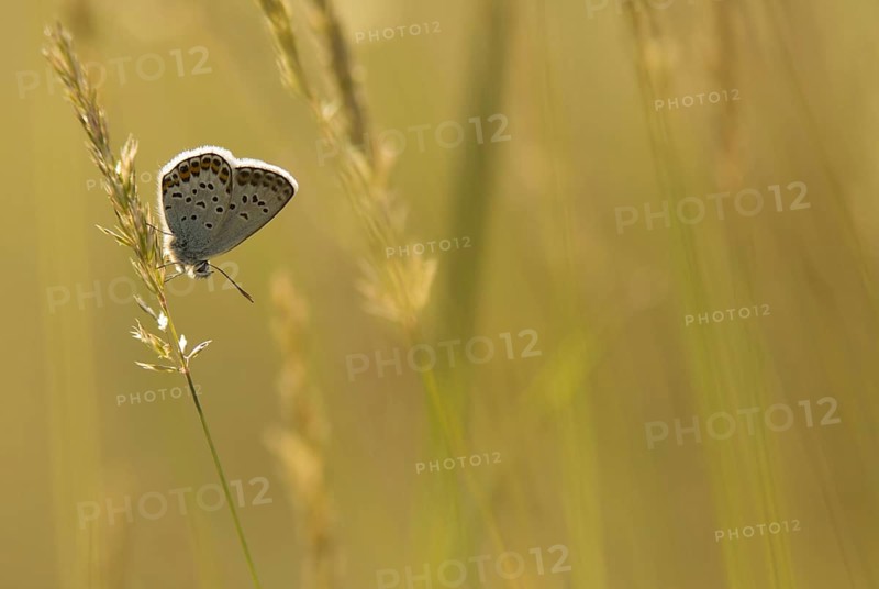 White Clover Blue